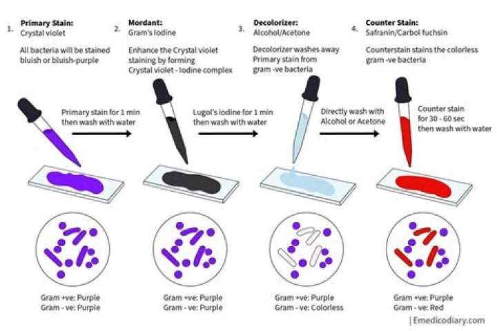 Where does coloration come from?