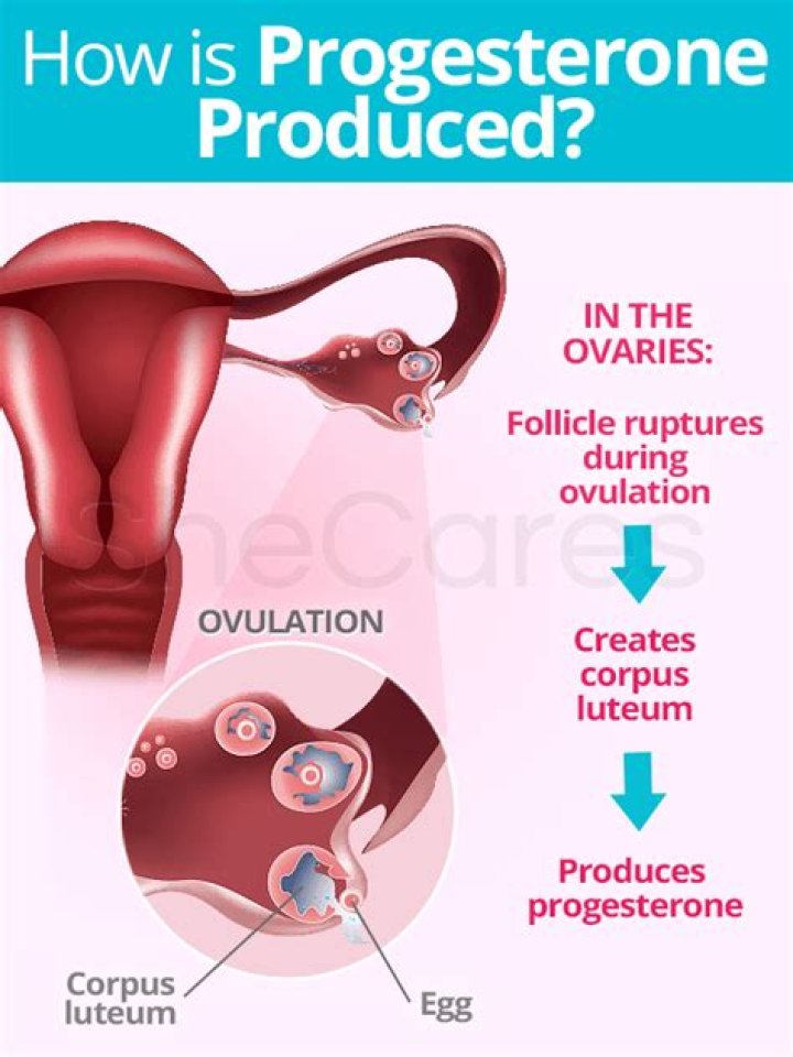 Where does progesterone come from?