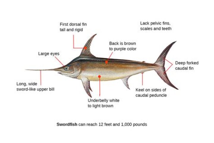 Where does swordfish come from?