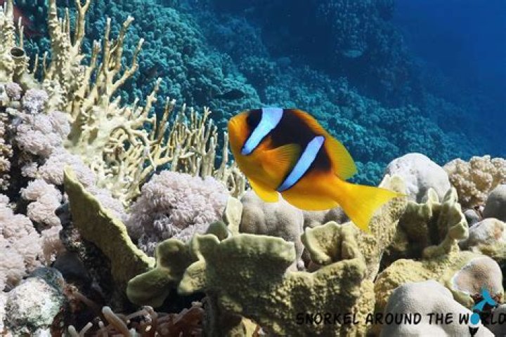 Where in the body are you likely to find anastomoses?