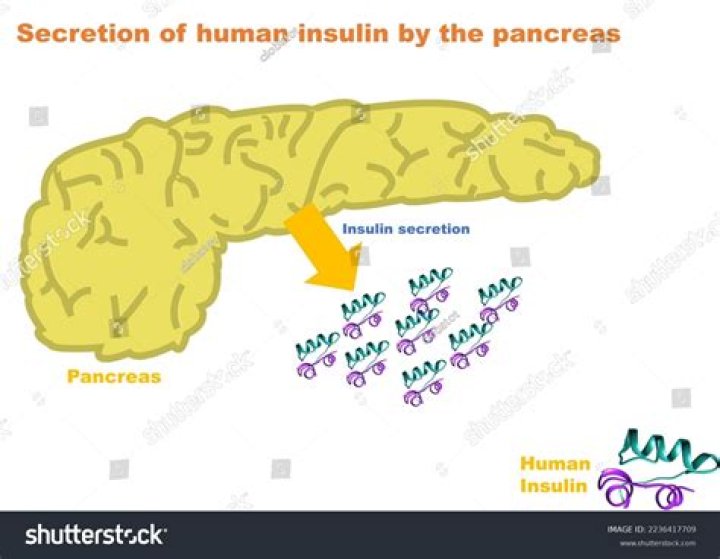 Where is insulin located?