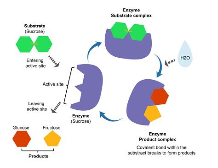 Where is invertase found in the body?