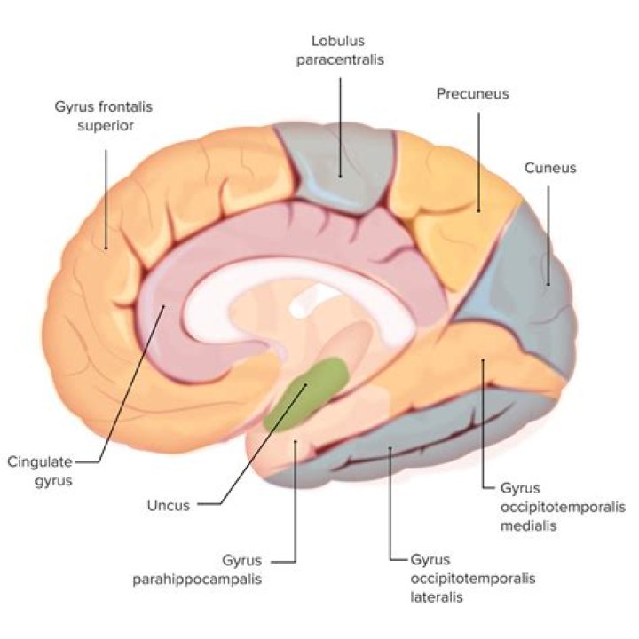 Where is lateral occipitotemporal gyrus?