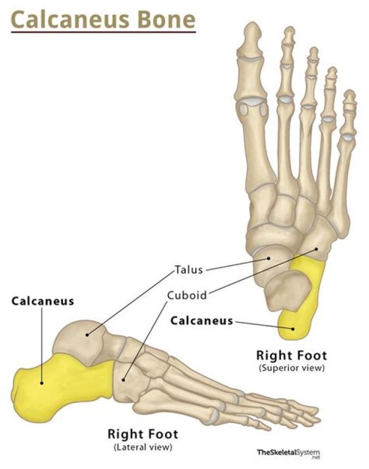 Where is the calcaneus located?