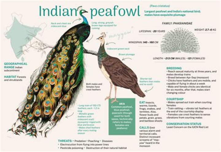 Where is the peacock native to?