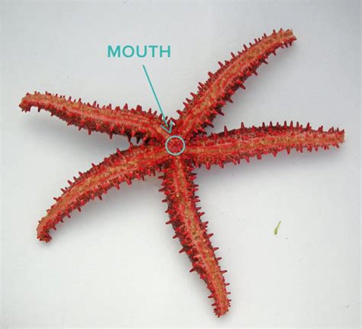 Where is the starfish mouth located?