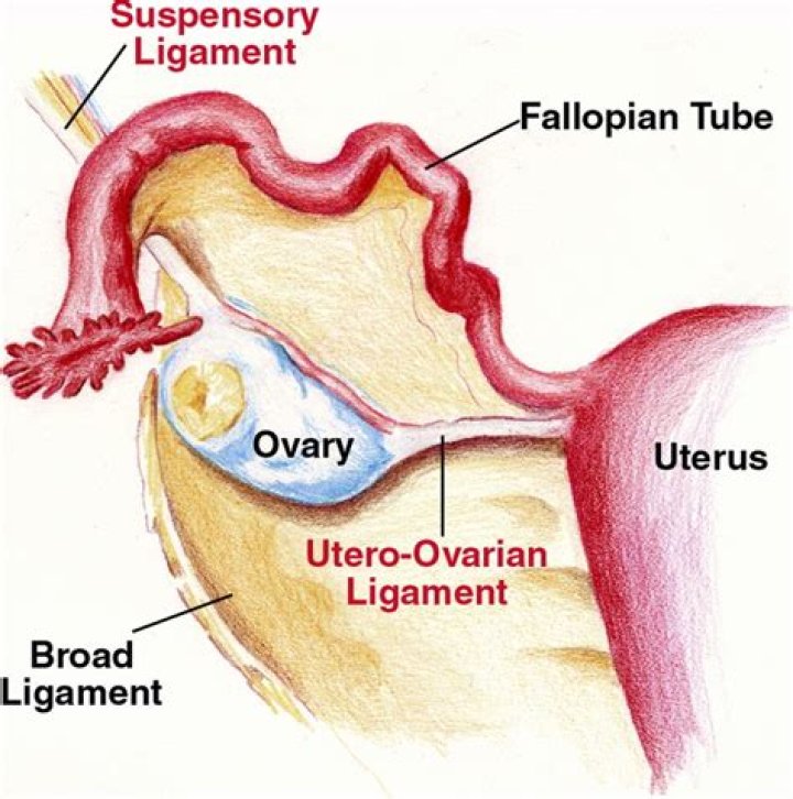 Where is vesicouterine ligament?