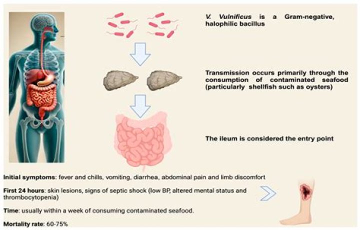 Where is vulnificus found?