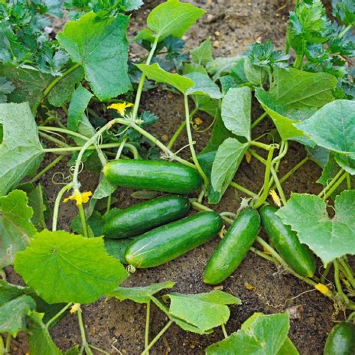 Where to germinate cucumber seeds?