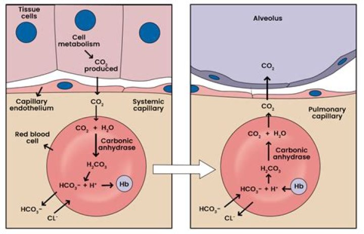 Where would you find carboxyhemoglobin?
