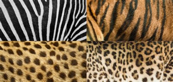 Which animal has striped skin underneath its fur?