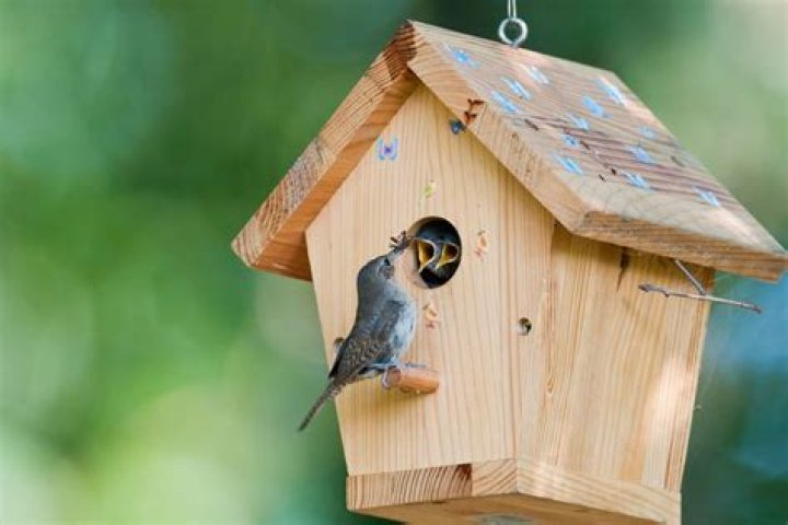 Which birds like birdhouses?
