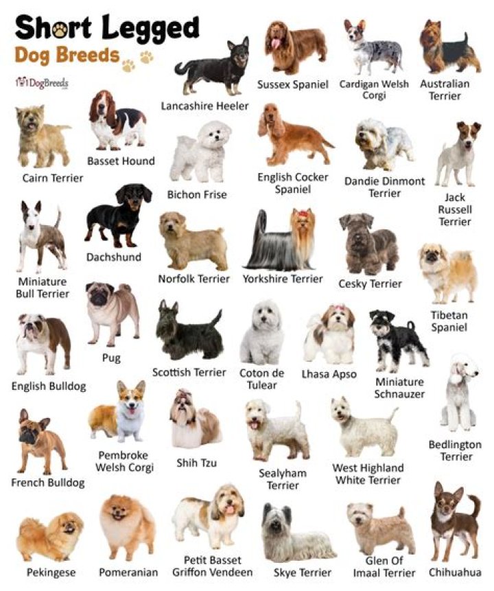 Which dogs have elbows?