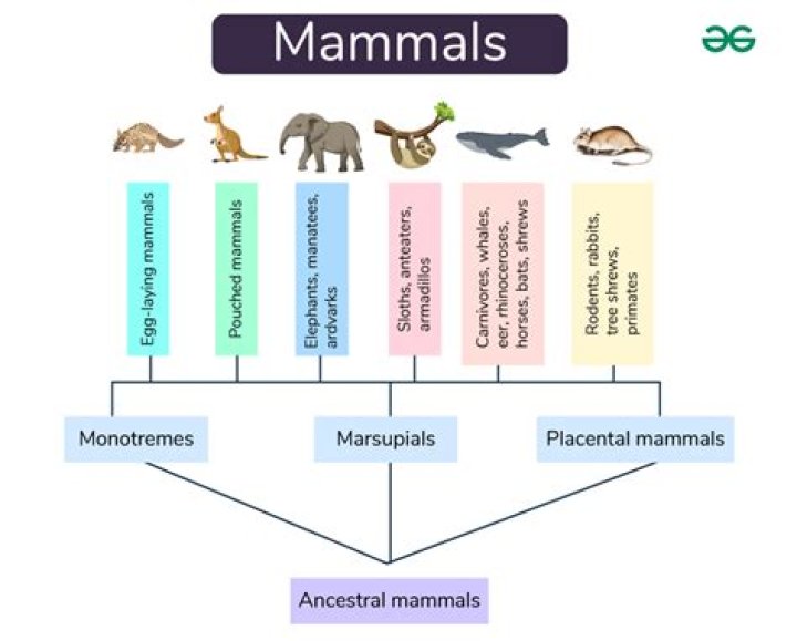 Which eocene organisms had clear primate characteristics?