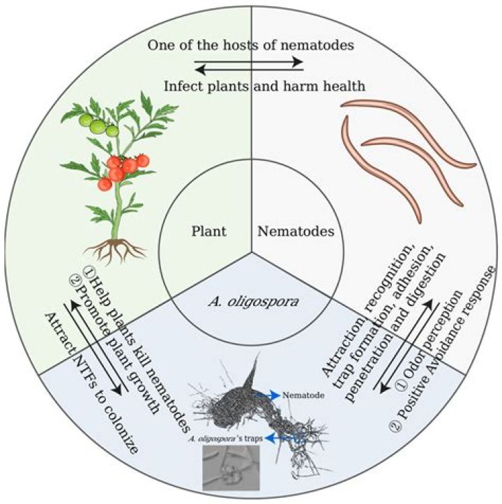 Which insect produced parthenogenetically?