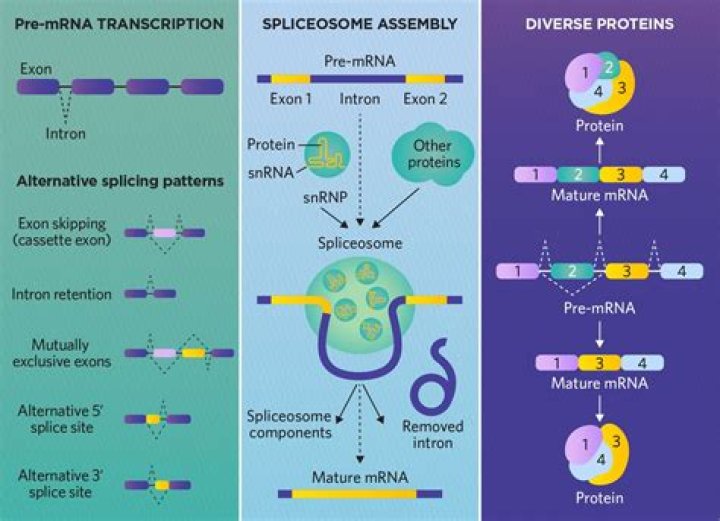 Which is a property of the introns in most eukaryotic pre-mrna?