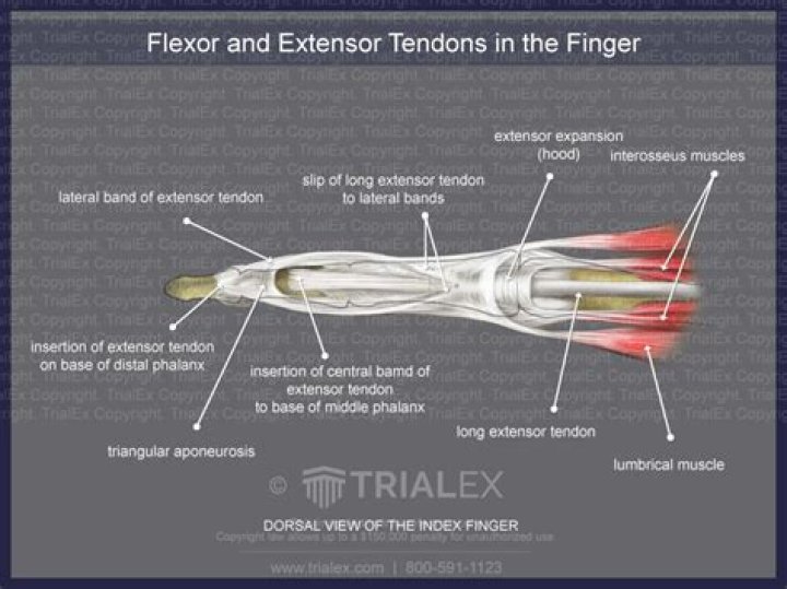 Which is flexor and extensor?