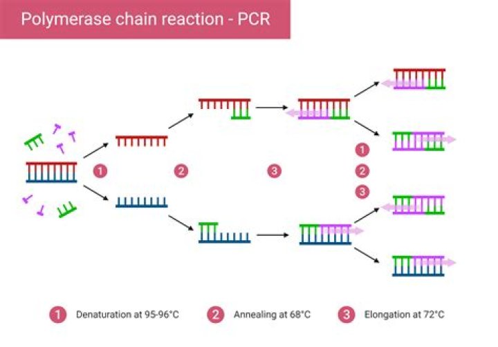 Which monomers are polymerized during replication?