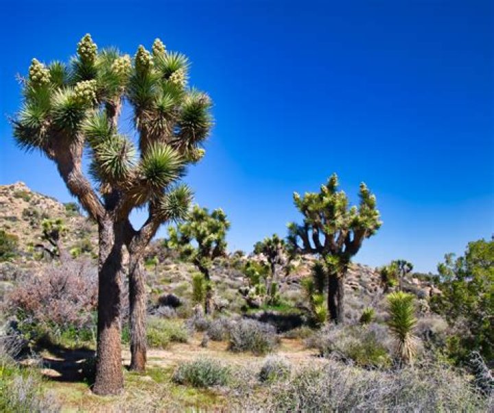 Which of the following are likely adaptations of the joshua tree?