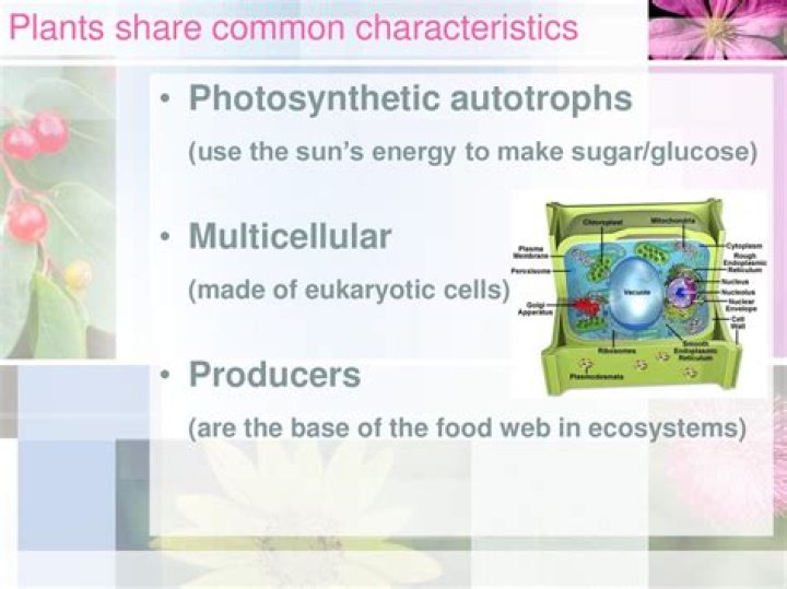 Which of the following are photosynthetic autotrophs?