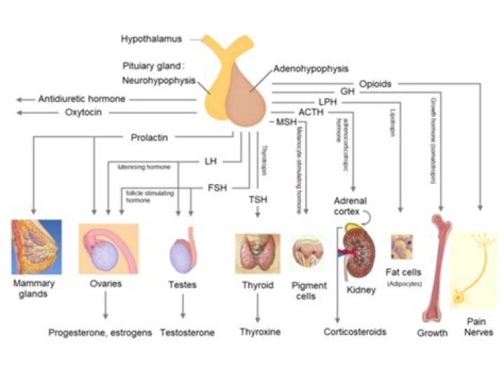 Which of the following hormone is concerned with climacteric respiration?