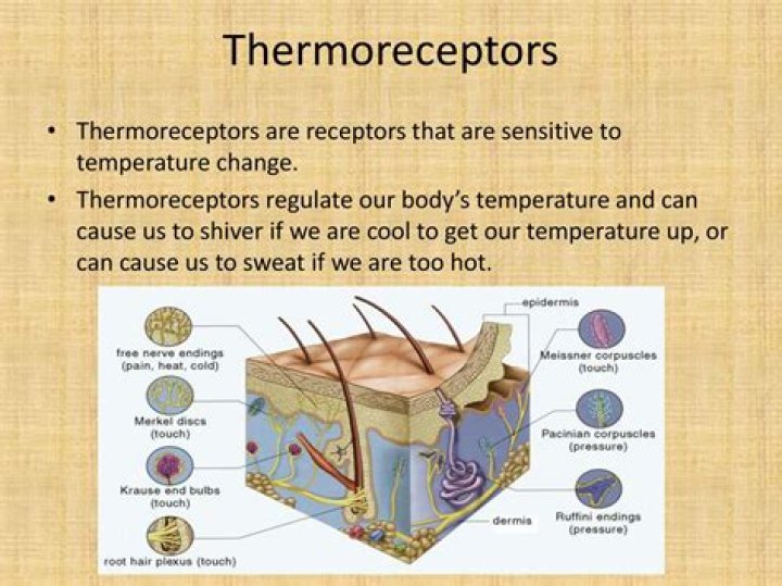 Which of these is a peripheral thermoreceptor location?