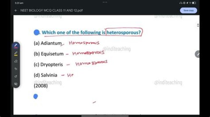 Which one of the following is heterosporous?