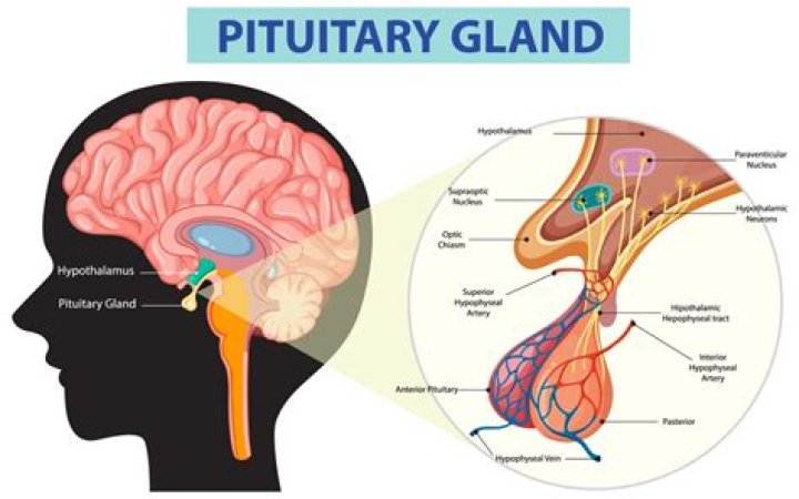 Which organ is affected when the pituitary gland is malfunctioning?
