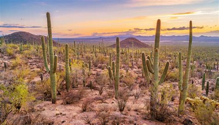 Which part of saguaro national park is better?