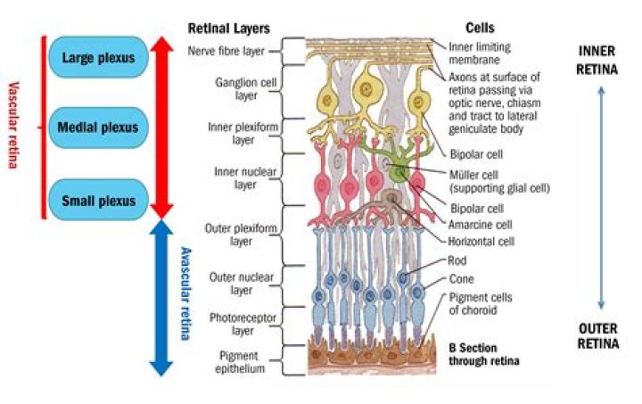 Which retinal cells are capable of transduction?