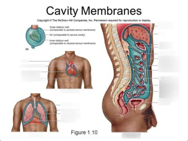 Which serous membranes are found in the abdominopelvic cavity?