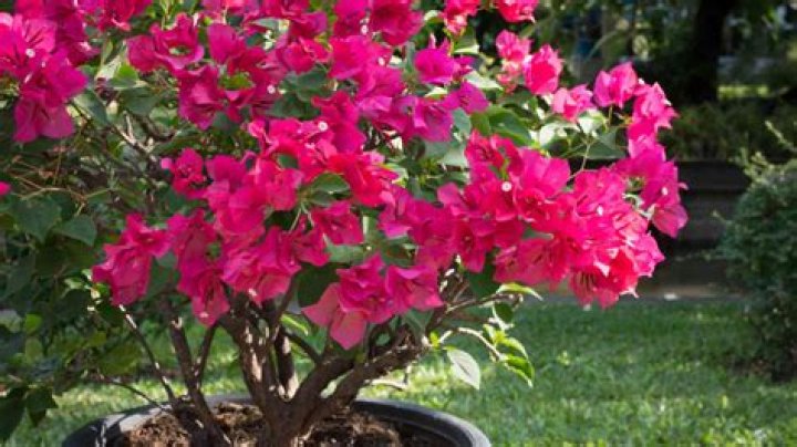 Which soil for bougainvillea?