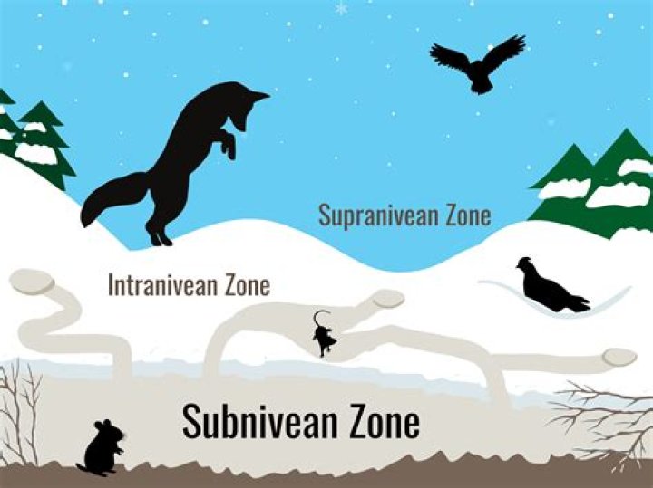 Which voles are protected?