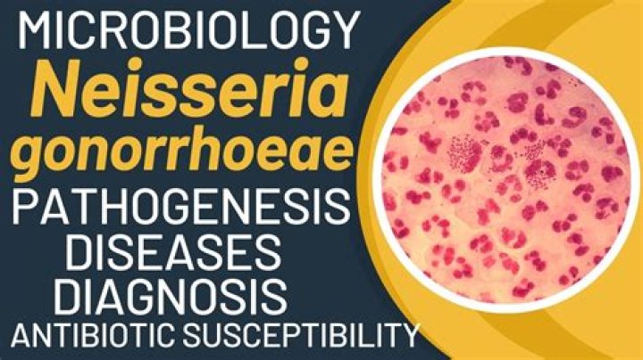 Who discovered neisseria gonorrhoeae?