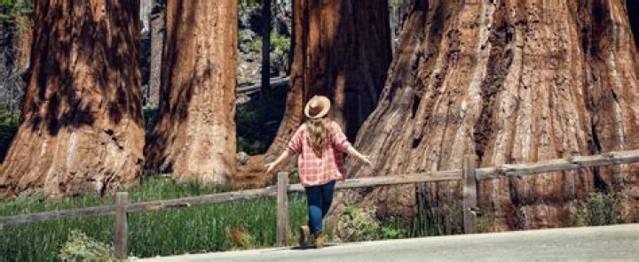 Who discovered the sequoias?