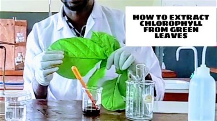 Who extracted chlorophyll from leaves?