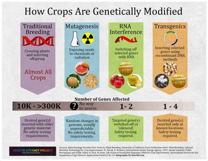 Who genetically modified safety?