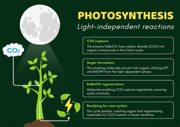 Who proposed photosynthesis equation?