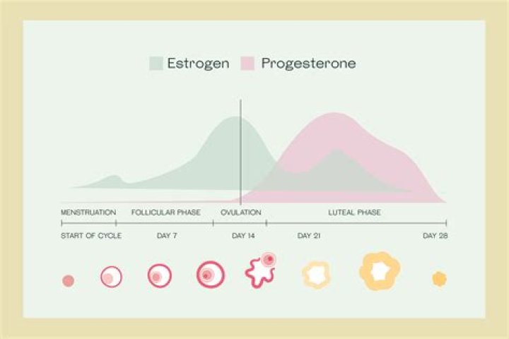 Who should take progesterone?