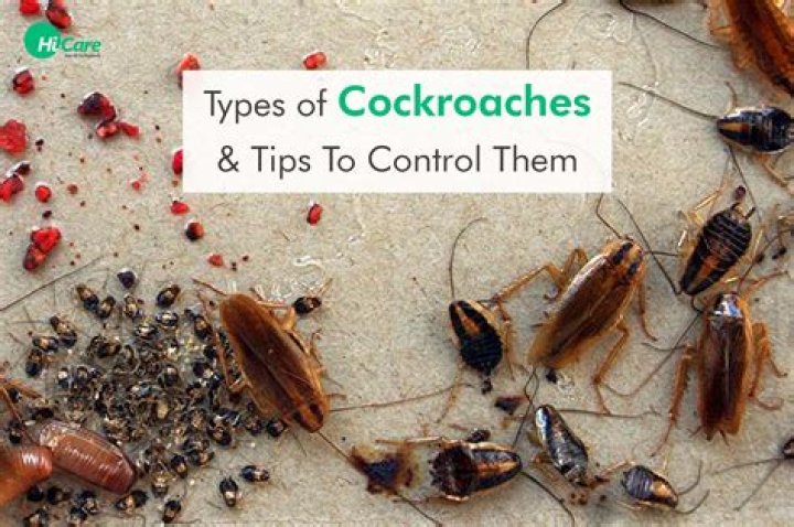 Who to get rid of roaches?