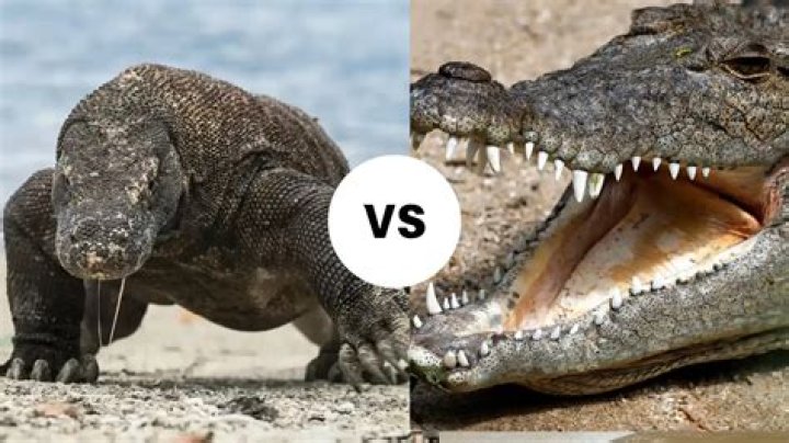 Who would win in a fight alligator or Komodo dragon?