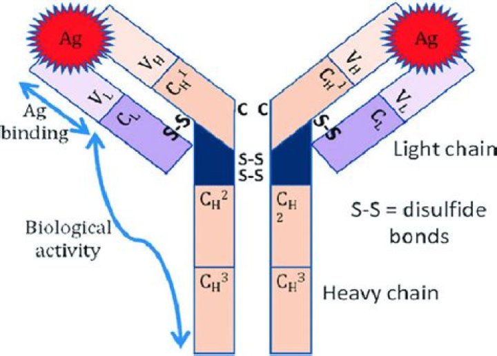 Why are antibodies y shaped?
