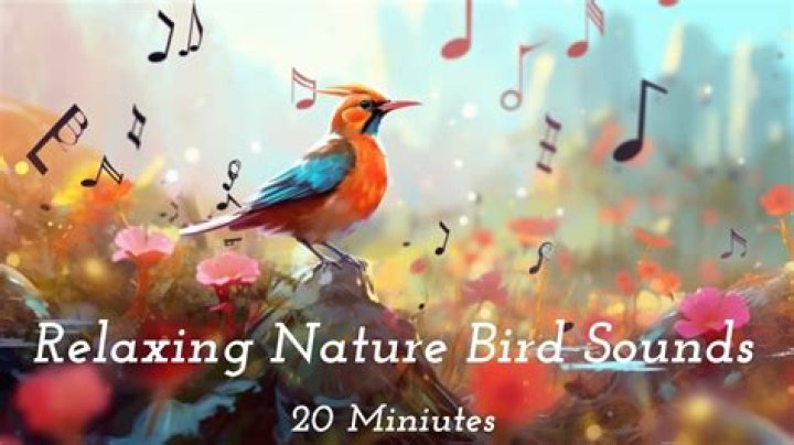 Why are bird sounds relaxing?