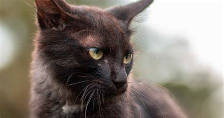 Why are cats so finicky about food?