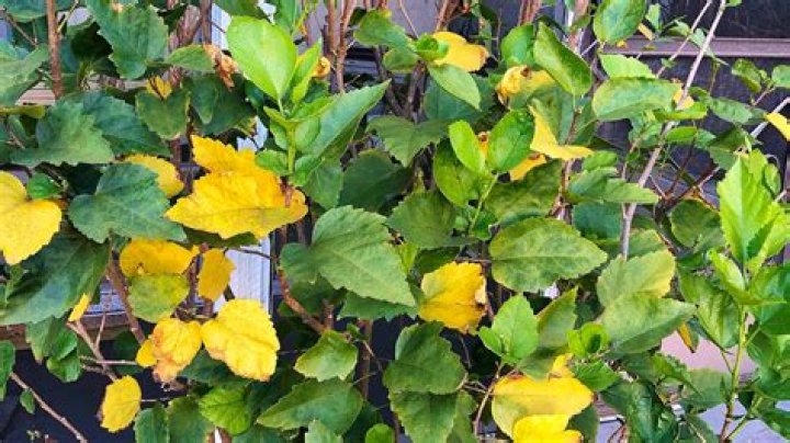 Why are clusia leaves turning yellow?
