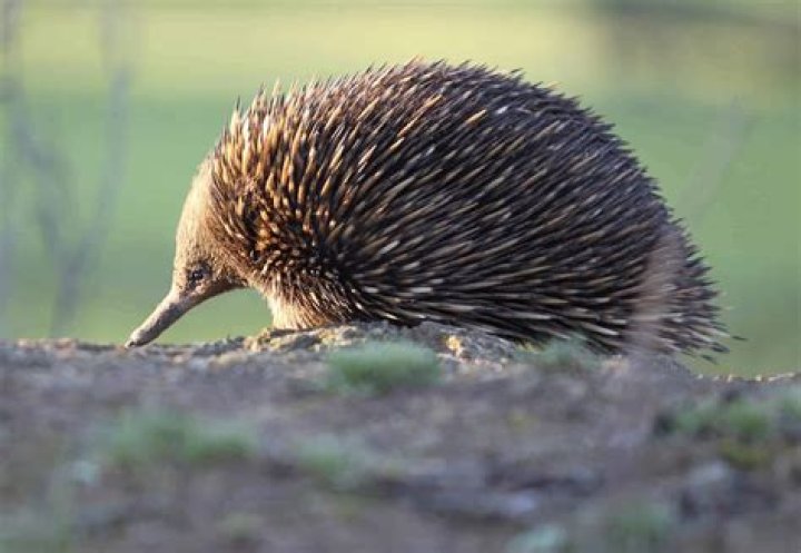 Why are echidnas endangered?