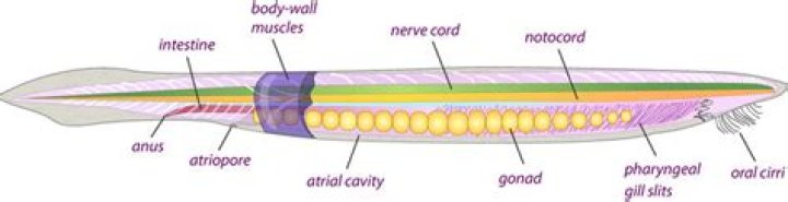 Why are the urochordates and cephalochordates called invertebrate chordates?