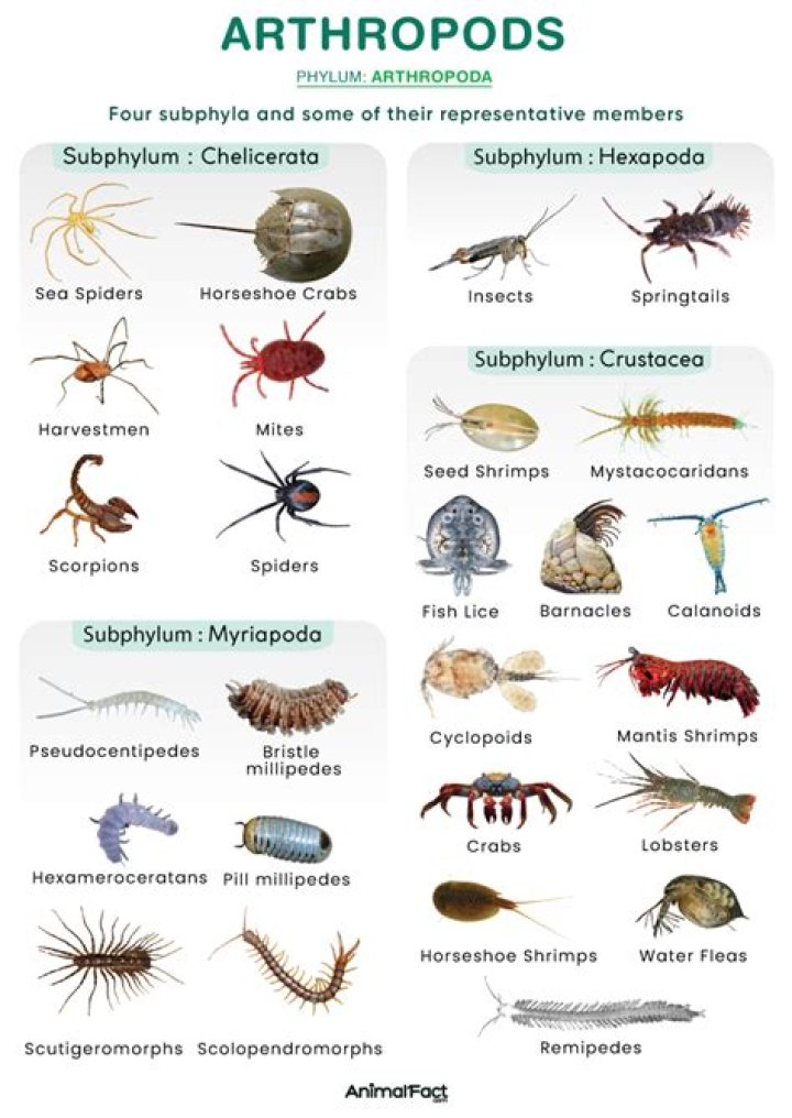 Why arthropods have been given this name?