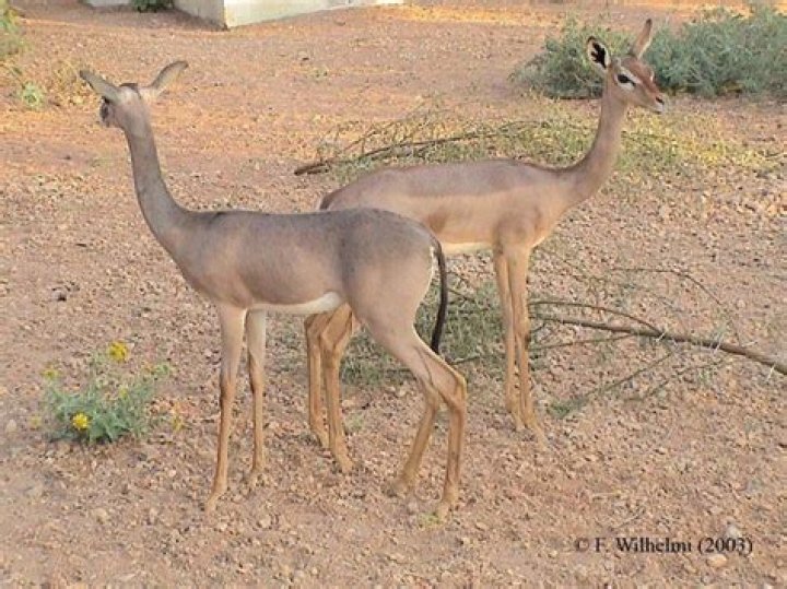 Why did plesiosaurs have long necks?