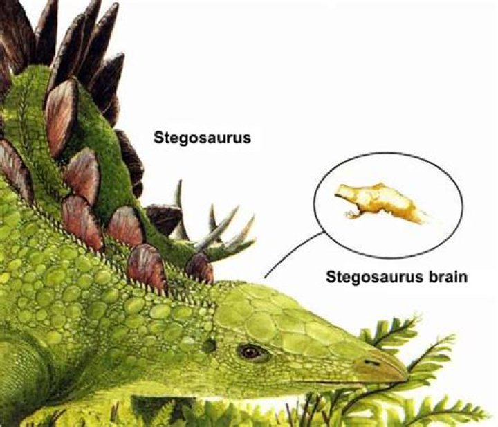 Why did stegosaurus have a small brain?